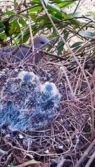 Download Video: tekukur beranak hari berikutnya#birdeating #birds #burungcantik #birdslover #burung #birdsounds