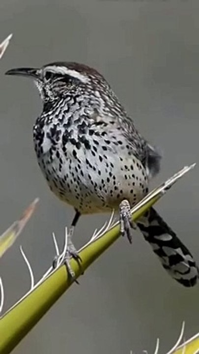 burung liar sedang memanggil pasangannya #birdeating #birds #burungcantik