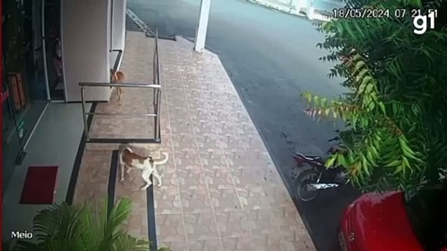 Pets furtam' tapete de loja de roupas e são flagrados por câmeras de segurança