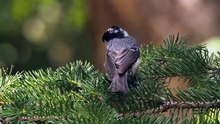 The Coal Tit: Close Up HD Footage (Periparus ater)