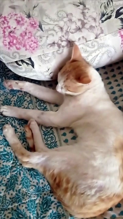 Cat sleep time