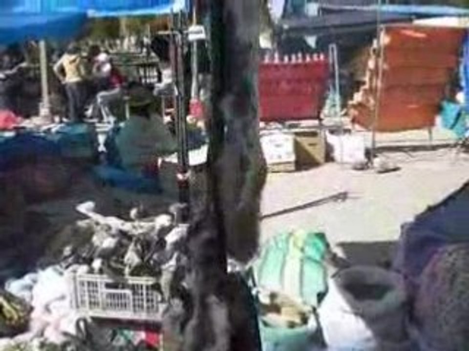 marche de chapatalla, avec foetus de lama