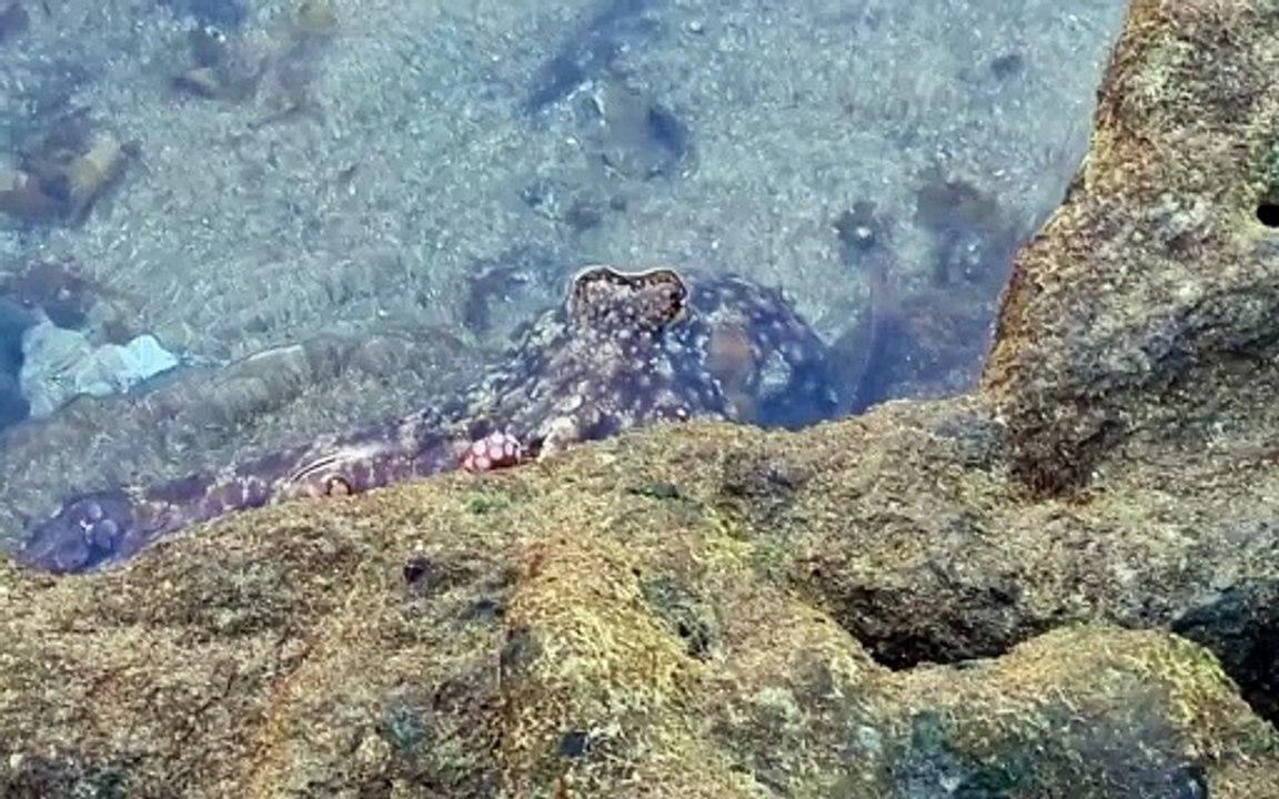 El amigo pulpo