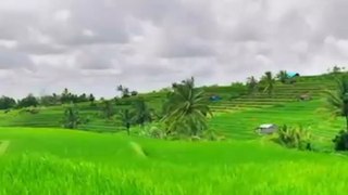 LES PLUS VASTES rizières de Bali