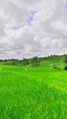 LES PLUS VASTES rizières de Bali