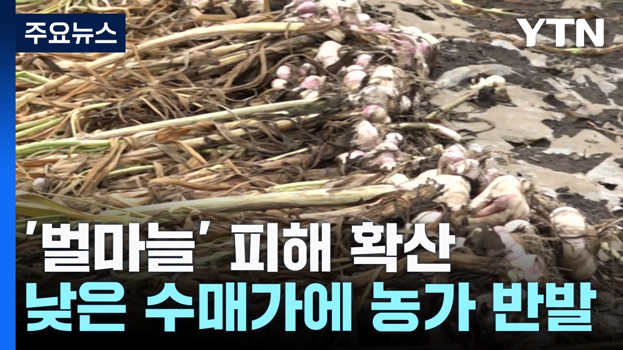 마늘 피해 늘어가는데...낮은 수매가에 애타는 농가 / YTN