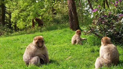 Baby Barbary macaques cuddle their mothers