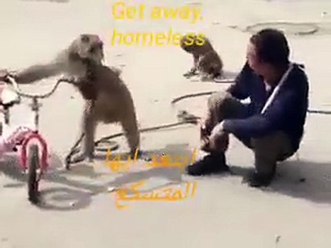 Monkey steals man's cigarette and assaults him