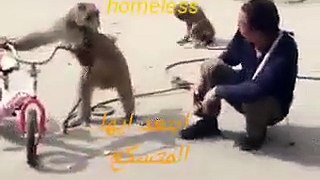 Monkey steals man's cigarette and assaults him