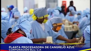 Zulia | Corporación Blu procesa 880 toneladas de cangrejo azul con calidad de exportación