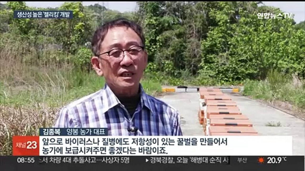 생산성 높아진 교잡종 '젤리킹'…꿀벌 폐사 대안 될까