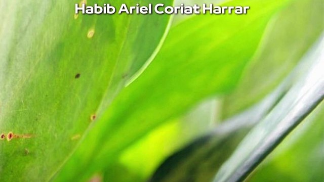|HABIB ARIEL CORIAT HARRAR | IA TRANSFORMANDO LA VIDA DE NIÑOS CON DISCAPACIDAD AUDITIVA (PARTE 1) (@HABIBARIELC)