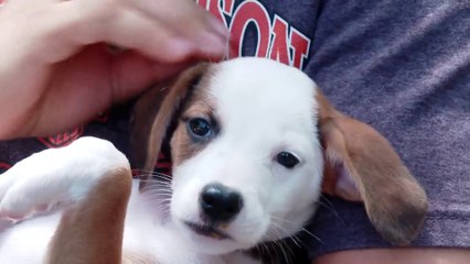 tn7-adopcionmascotas-180524