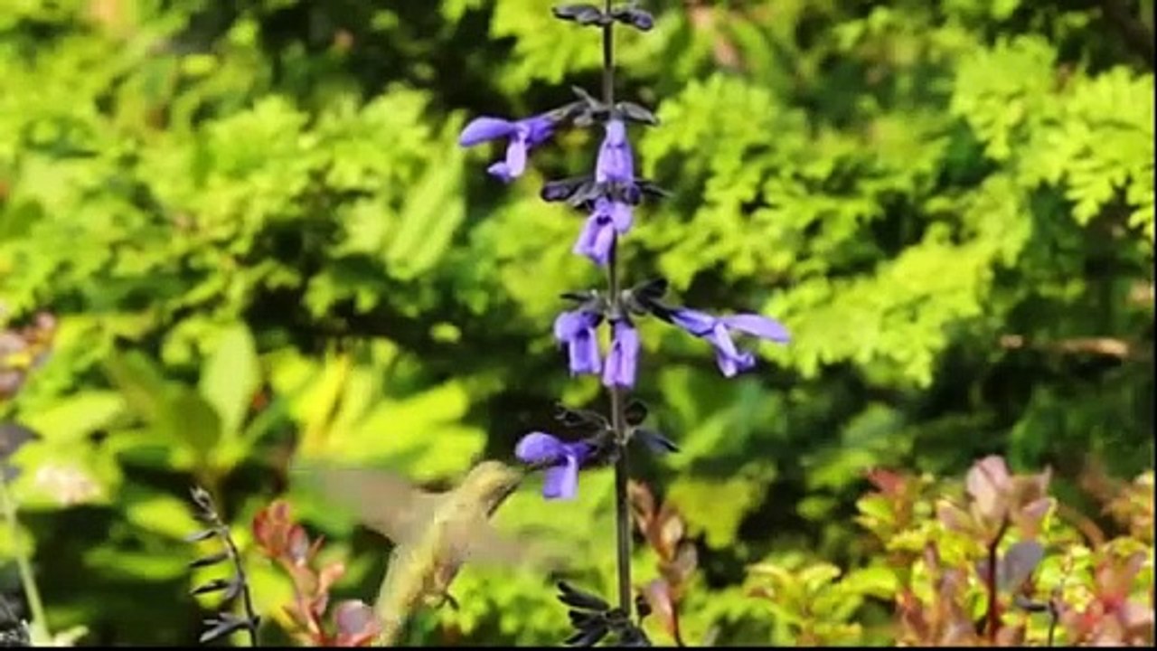 The Amazing Hummingbird Flying Motion | Nature is Amazing