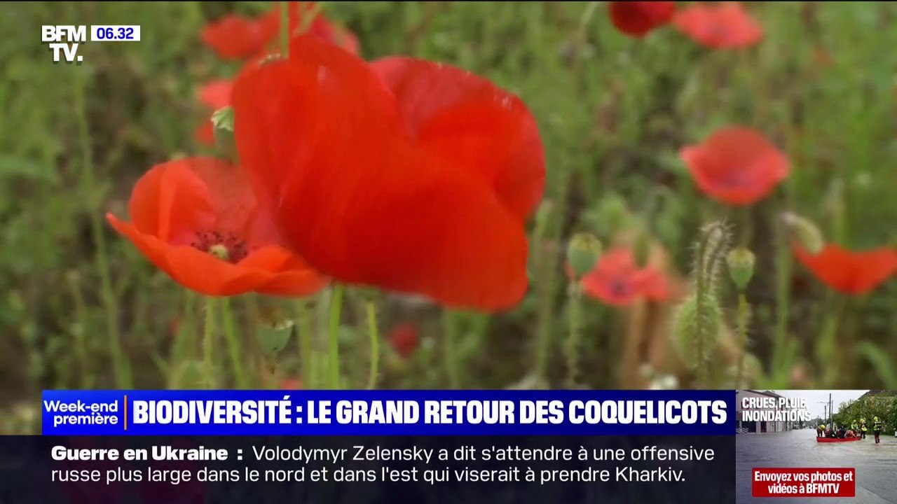 Les coquelicots font leur retour et inondent les champs, pour le bonheur des passants