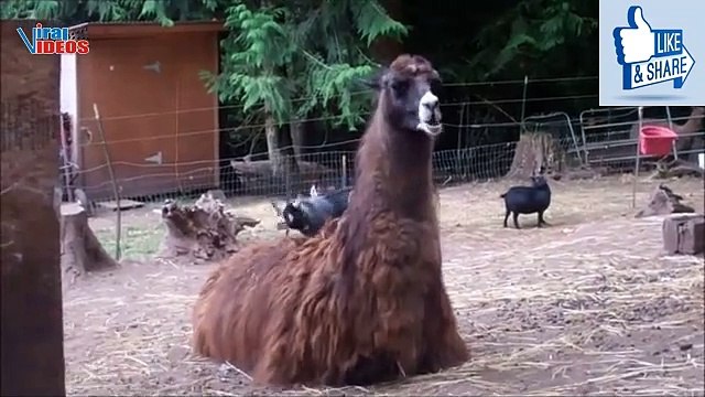 Baby Goats Jumping on Trampoline | Nature is Amazing