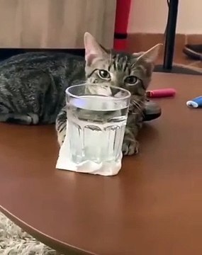 (funny animals) #must see it through to the end #cat confusing behavior #specializing in unhappiness