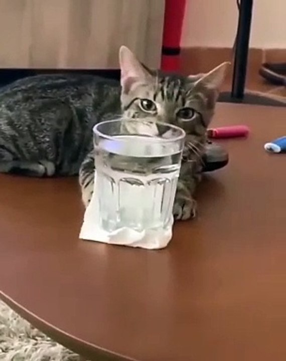 (funny animals) #must see it through to the end #cat confusing behavior #specializing in unhappiness