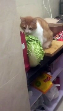 (funny animals)##family #cats #cats #cats confusing behavior