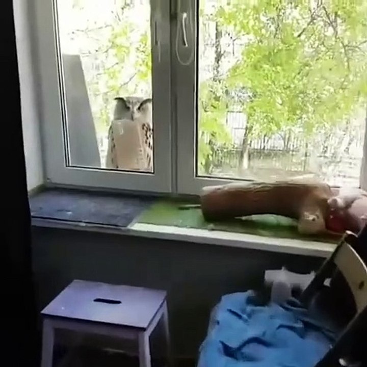 (funny animals) #everything is spiritual #cat head eagle #animal becoming a spirit Your letter has arrived, come sign for it.