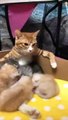 (funny animals) #everything has a spirit #cat confusing behavior ##mom cat and baby cat #cute cat