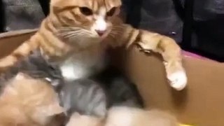 (funny animals) #everything has a spirit #cat confusing behavior ##mom cat and baby cat #cute cat