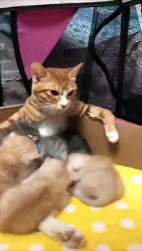(funny animals) #everything has a spirit #cat confusing behavior ##mom cat and baby cat #cute cat