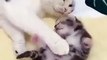 (funny animals) #kittens growing up #kittens #mother's love is selfless #cute cats