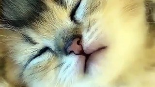 (funny animals) #kitten's growing up diary #kitten's growing up diary #kitten's growing up diary #such an adorable kitten #so adorable that it explodes #kitten #adorable