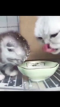 (funny animals) #kittens #meow #family cute #cures all kinds of unhappiness #funny animals #confusing behavior of animals #cures unhappiness