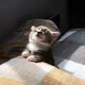 (funny animals) #kitten's growing up diary #family #healing cats #kitten #kitten It's so sleepy!