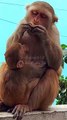 Baby Monkey Reels Video , Wild Animals, Animals Plant,Viral Video #Monkeyvideo#Animals#Wilde