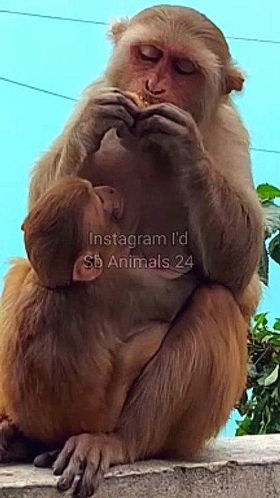 Baby Monkey Reels Video , Wild Animals, Animals Plant,Viral Video #Monkeyvideo#Animals#Wilde