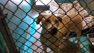 Old film❤️Liz 3y Pet Id 840131 Yellow Lab Retriever either Learning at Canine College kennel 34 Humane Society of Southern Arizona❤️3450 N. Kelvin Tucson Arizona 4-9-2017Adopted12-4-2017