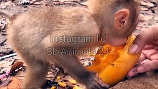 Baby Monkey 1,Baby Monkey Shorts, Shorts Video,, Animal Planet#Animalsvideo#Viralvideo#Trendinhvideo