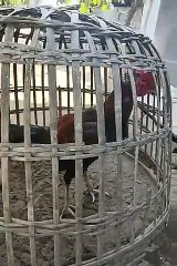ayam jenis birma