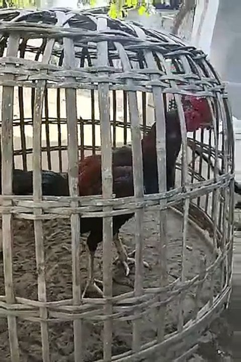 ayam jenis birma