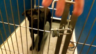 Old film❤️Pascoe(Guapo) 1y A602945 - Lab Shar Pei mix Male was quite suspicious of me, He decided to sit. Very Cool Under Tent at Pima Animal Care Center❤️4000 N. Siverbell6-20-2017Adopted6-30-2017