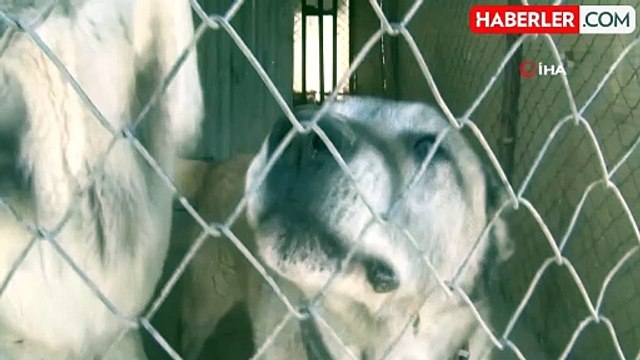 Bomba iddia: Cumhurbaşkanı Erdoğan kurmaylarına sokak köpekleriyle ilgili talimat verdi