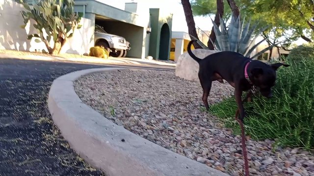 Paco's ok with chewed up turkey but I think he's more willing to do tricks for chewed up hot dog VID_20240514_182135314