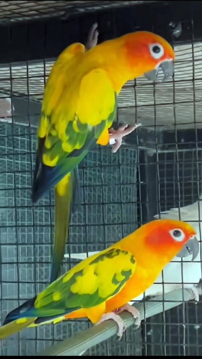 Sunconure