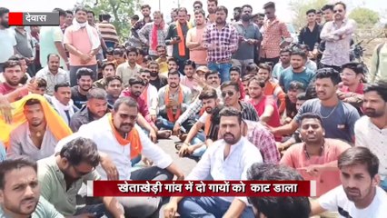 एमपी में गाय काटने पर बवाल