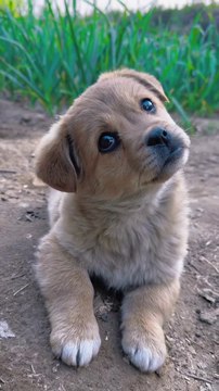 Cute Puppy Adorable Eyes