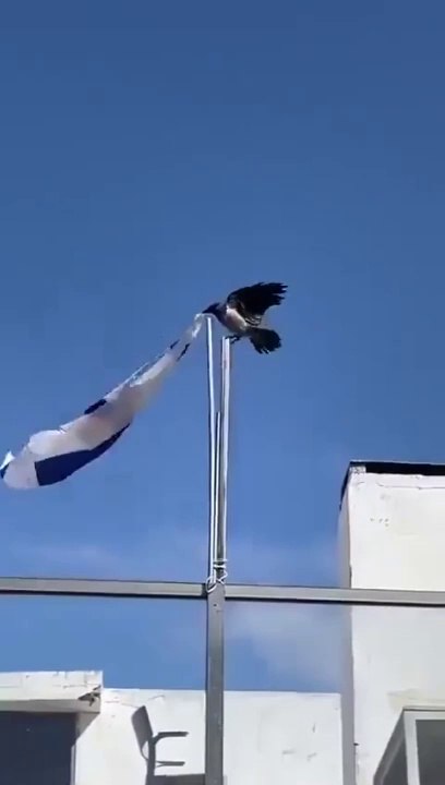 "Le corbeau et le drapeau"