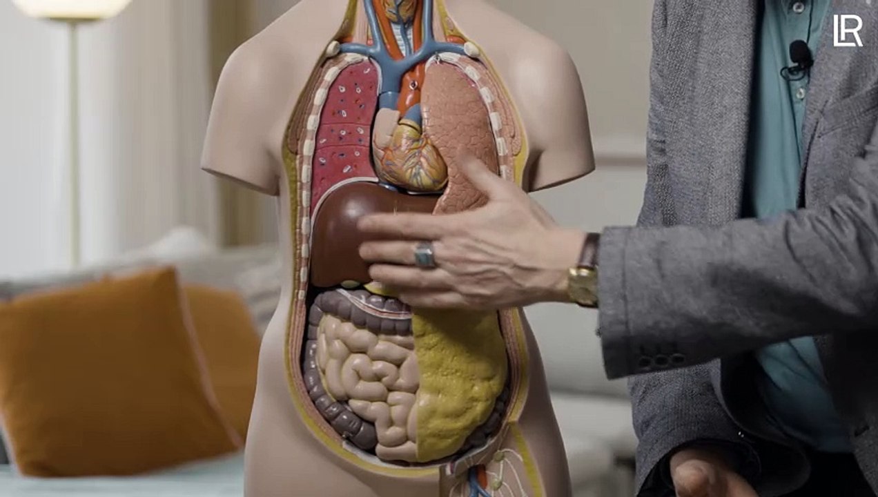 Dr. Werchan: Leberstoffwechsel (DE)