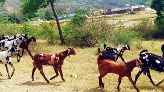 Duniya banane vale kya tere man me samai kahe ko bakri banai | #towardthenature | #बकरी | #goat