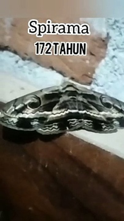 Spirama moth (9)