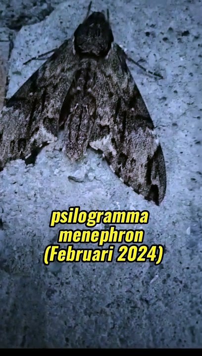 psilogramma menephron (7)