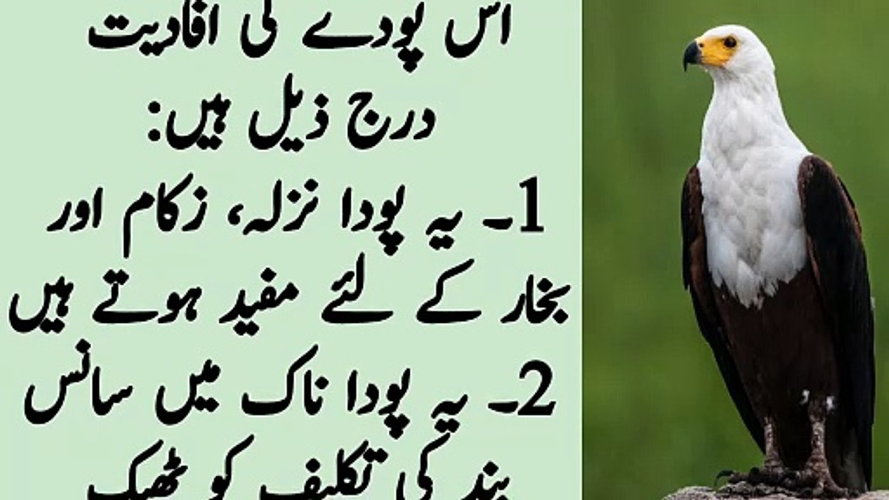 Amazing health benefits of mints leaves in urdu | correct  use of mint leaves