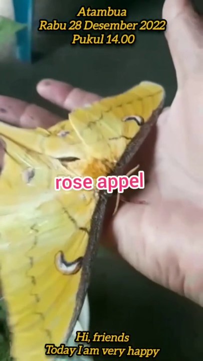 Actias Isis (1)